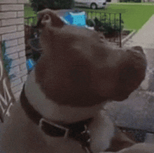 Dog Funny Meme Doorbell GIF - Dog Funny Meme Doorbell What GIFs
