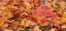 Ottobre è Già Ottobre Autunno Foglie GIF - October Already Fall Leaves GIFs