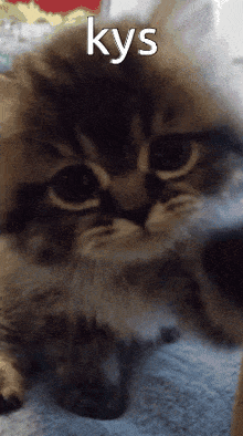 Cat Kys GIF - Cat Kys Keep Yourself Safe GIFs