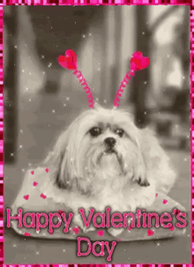 Happy Valentines Day Dog GIF - Happy Valentines Day Dog GIFs