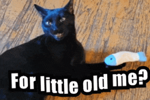 Happy Cat For Me GIF - Happy Cat For Me Little Old Me GIFs