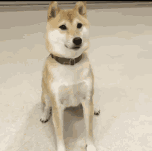 Dog Shiba GIF