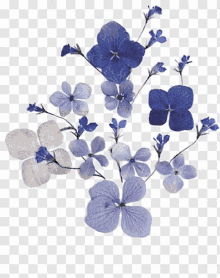 Purple Flower GIF - Purple Flower GIFs