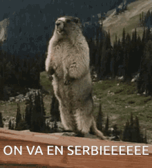 On Va En Serbie Serbie GIF - On Va En Serbie Serbie Marmot GIFs