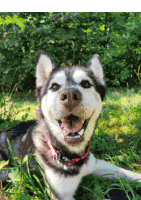 a husky dog with a red collar is laying in the grass and smiling
