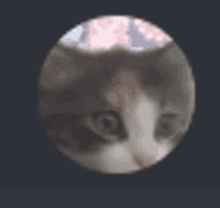 a blurred image of a cat 's face in a circle .
