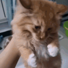 Daladada Cat GIF - Daladada Cat Crying GIFs