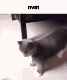 Cat Flip GIF - Cat Flip Cat Flip GIFs