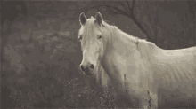 Stare GIF - Horse Horses Equine GIFs
