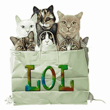 Cat Bag Lol GIF - Cat Bag Lol Cute GIFs