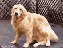 dog surprise another dog golden retriever