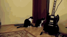 Cat Tries To Apologize To Cat GIF - Animals Cat Kitty GIFs