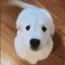 Boop Dog GIF - Boop Dog Doggo GIFs