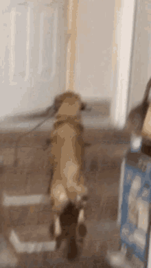 a dog on a leash is walking down a hallway .