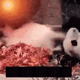 a panda bear is laying in a pile of leaves .