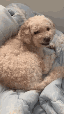 Growl Dog GIF - Growl Dog Puppy GIFs
