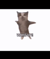Wake Up Holy Moly GIF - Wake Up Holy Moly Its The First Of The Month GIFs