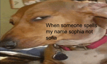 Sofia Not Sophia GIF - Sofia Not Sophia GIFs