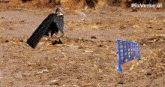 a picture of a bird standing next to a connect four board game