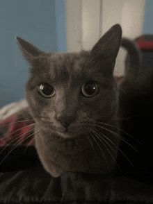 a close up of a gray cat laying down on a bed