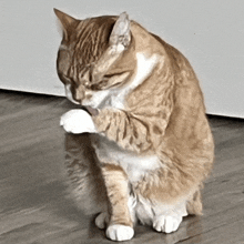 an orange and white cat cleaning its paws on a wood floor