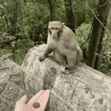 a monkey is sitting on a rock next to a person 's hand holding a nut