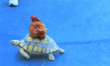 kozhi turtle funny ride the chicken and the turtle