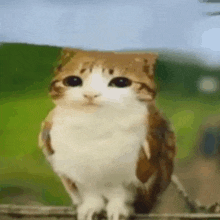 a cat that looks like an owl is standing on a fence .