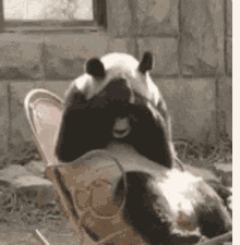 GIF