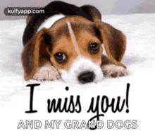 a beagle puppy is laying on a bed with the words `` i miss you and my grand dogs '' .