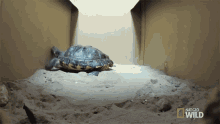 Checking Out My Space World Turtle Day GIF - Checking Out My Space World Turtle Day Dr Ks Exotic Animal Er GIFs