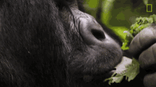 encounter gorilla