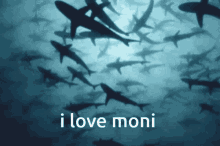 Moni I Love Moni GIF