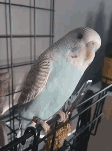 What You Talking About Bird GIF