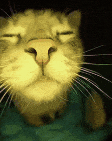 a closeup of a cat 's face with its eyes closed