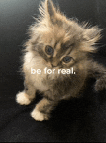 a kitten is sitting on a couch with the words be for real written on it