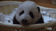Hello Friend GIF - Nat Geo Nat Geo Wild Panda Babies GIFs