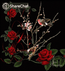 लाल गुलाब GIF - लाल गुलाब पक्षी GIFs