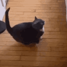 Hop Kitty GIF - Hop Kitty Cat GIFs
