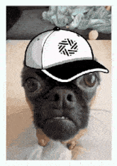 a dog wearing a white hat with a black circle on it