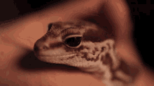 Gecko Tugkangonultas GIF - Gecko Tugkangonultas Elraen GIFs