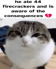 a cat with the words he ate 44 firecrackers and is aware of the consequences written above it