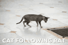Ashwanisharmagif Cat GIF - Ashwanisharmagif Cat Cat Following Rat GIFs