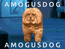 Amogus Dog GIF - Amogus Dog Among Us GIFs