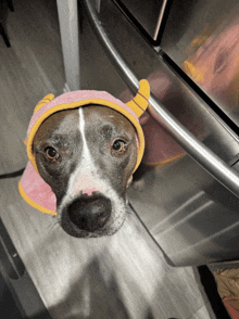 a brown and white dog wearing a pink and yellow outfit