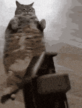GIF