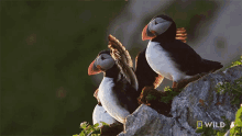 Wings National Geographic GIF - Wings National Geographic Nat Geo Wild GIFs