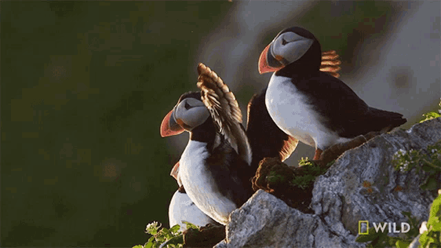 Atlantic Puffin  National Geographic