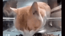 Sezei Plush GIF - Sezei Plush Cat Eating GIFs