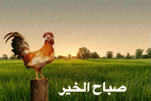 صباح الخير GIF - Rooster Good Morning GIFs